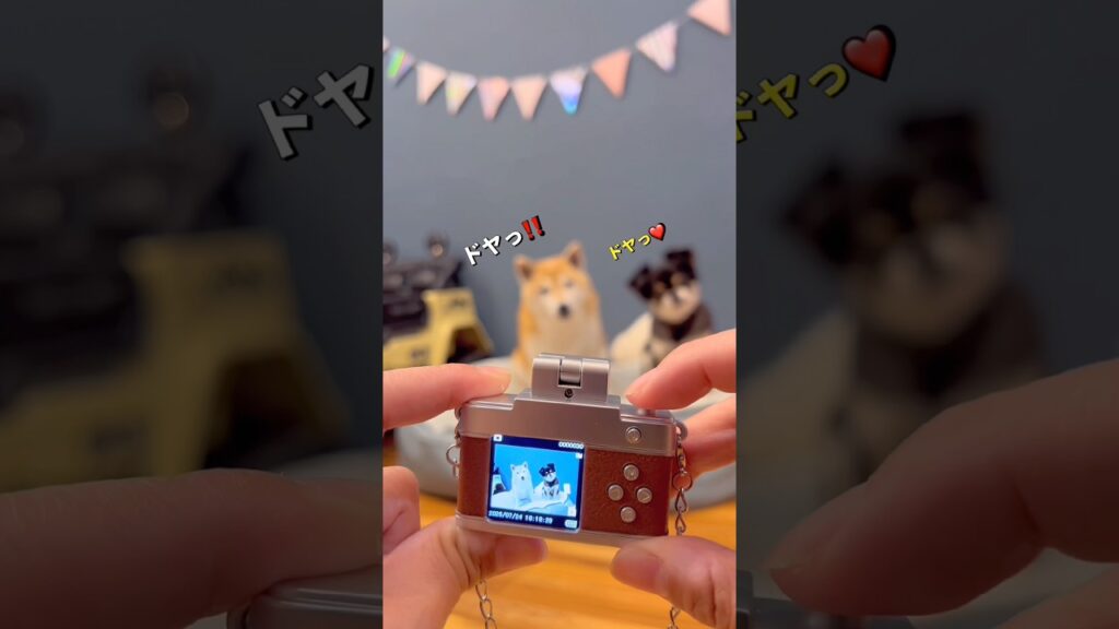 小さなカメラ🐶📸✨#柴犬#チワワ #shorts