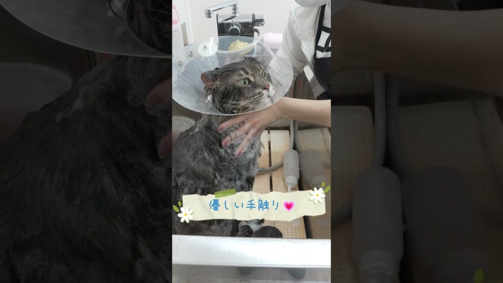 あの巨大猫ちゃんがドヤ顔したワケｗｗ