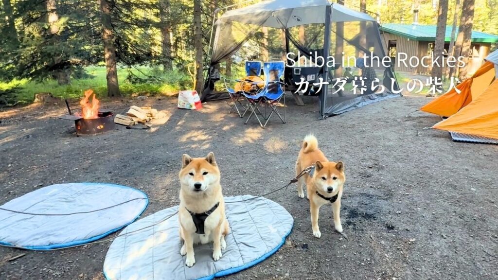 カナダの森で柴犬たちと過ごす癒やしのキャンプ【4K】
