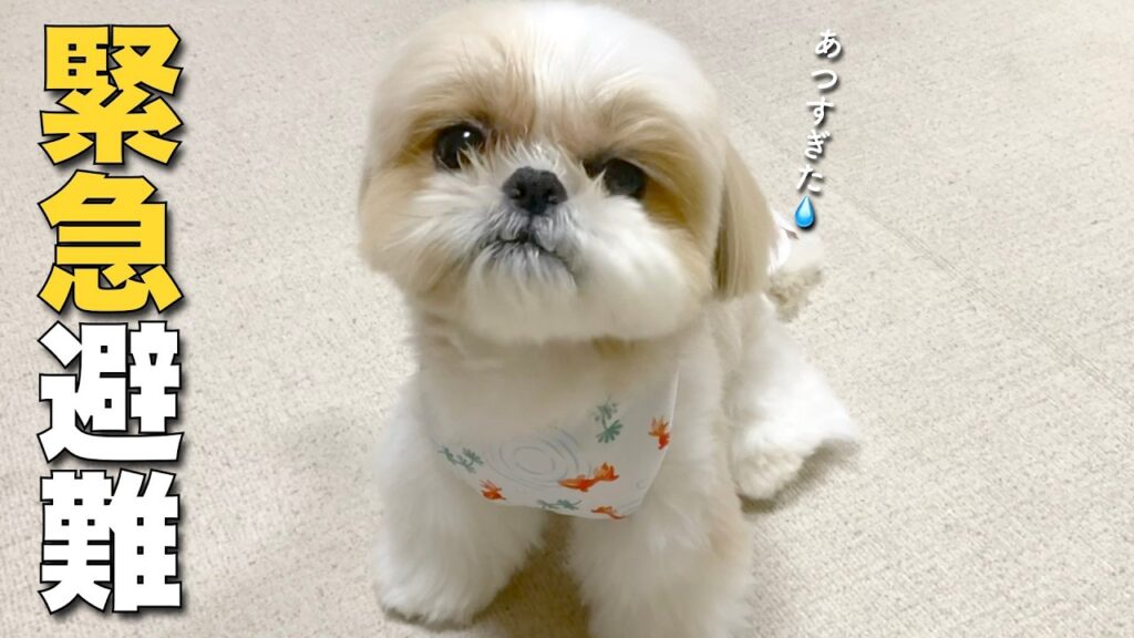 【シーズー】緊急避難します😱 〜もふっこシーズーのなによりとっても可愛い、冷んやり熱中症対策〜【454】 【シーズー】緊急避難します😱 〜もふっこシーズーのなによりとっても可愛い、冷んやり熱中症対策〜【454】