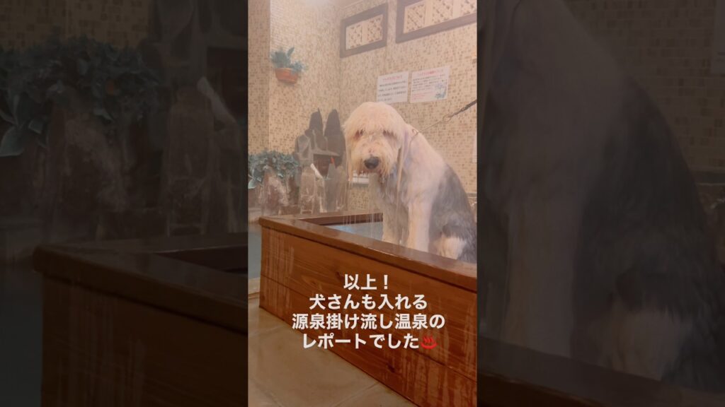 犬生初の源泉掛け流し温泉♨️🐻‍❄️　23month🐼　#oes #oldenglishsheepdog #オールドイングリッシュシープドッグ  #shorts