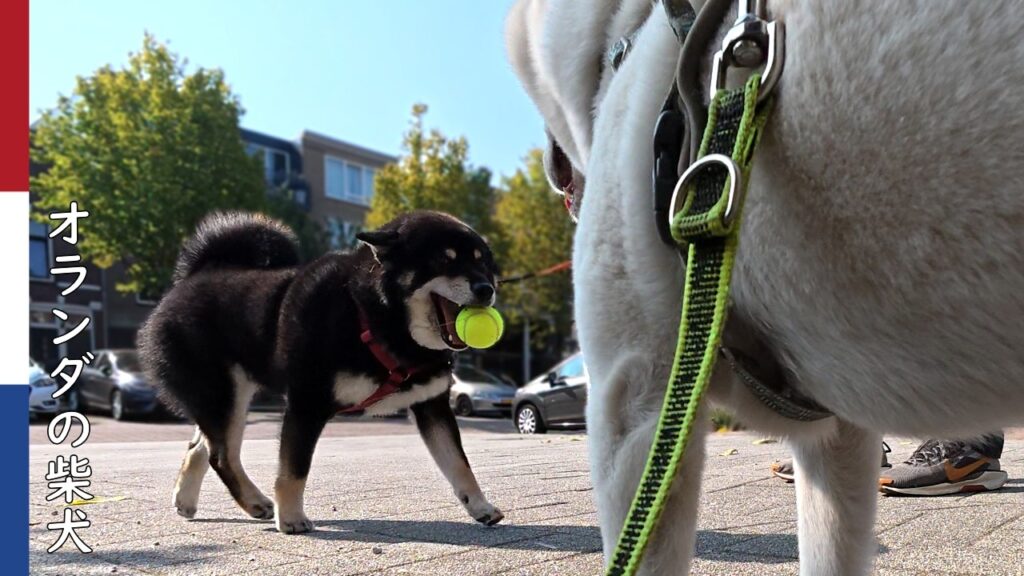 ボールを拾った黒柴と うらやましい白柴| 柴犬柿丸・オランダ散歩と環境音 ボールを拾った黒柴と うらやましい白柴| 柴犬柿丸・オランダ散歩と環境音