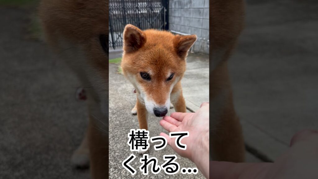 ’26.7.27 力丸の、夕方ルーティン… #柴犬 #柴犬のいる暮らし #柴犬の日常 #カメラ目線 #見守り #力丸