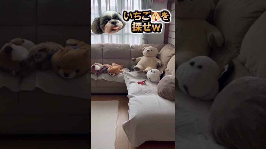 【保護犬シーズー】いちご🐶を探せ！第２弾ｗ