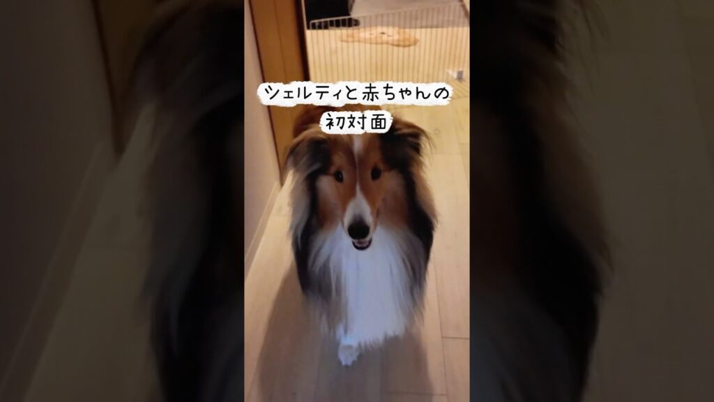赤ちゃんとの初対面。シェルティの反応が優しすぎた…🐶👶 #シェルティ #犬 #赤ちゃん #犬と赤ちゃん