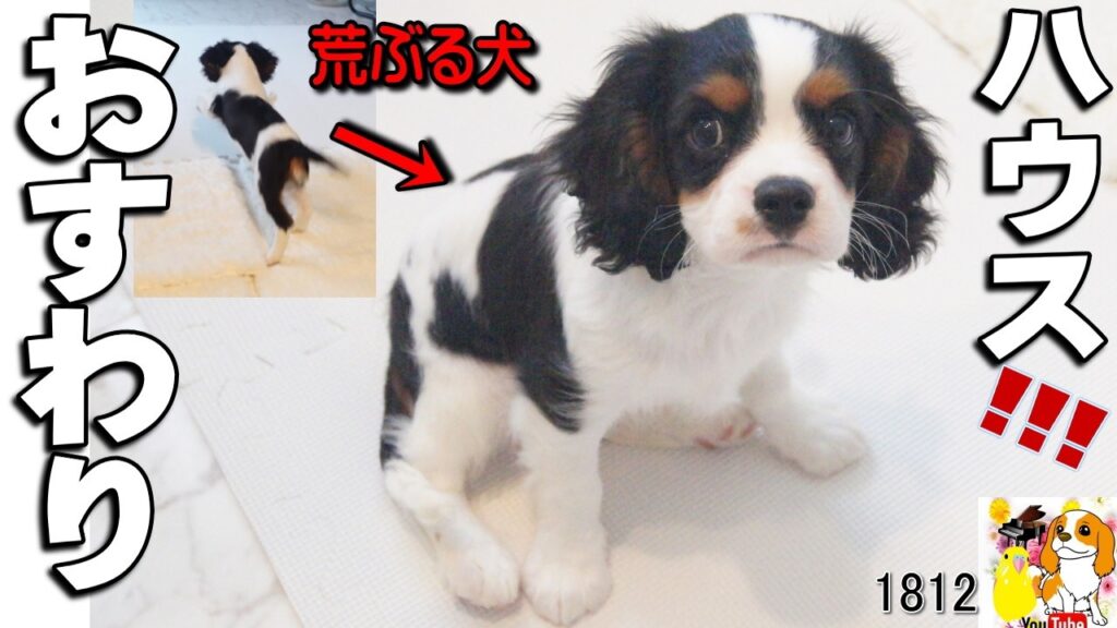 お座りの教え方 子犬 キャバリア生後2か月の赤ちゃん|しつけ ハウス おもちゃ あそび #1812 お座りの教え方 子犬 キャバリア生後2か月の赤ちゃん|しつけ ハウス おもちゃ あそび #1812