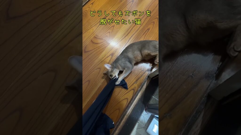 どうしてもズボンを脱がせたい猫 #shorts #アビシニアン  #cat