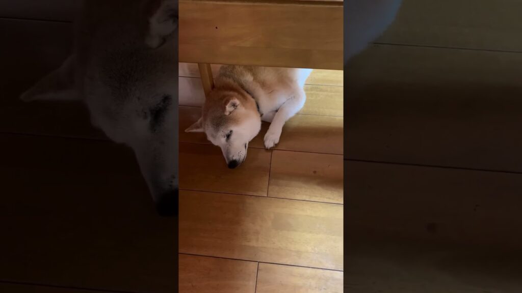 おこぼれを期待して待機する柴犬 #dogs  #dog＃Shibainu