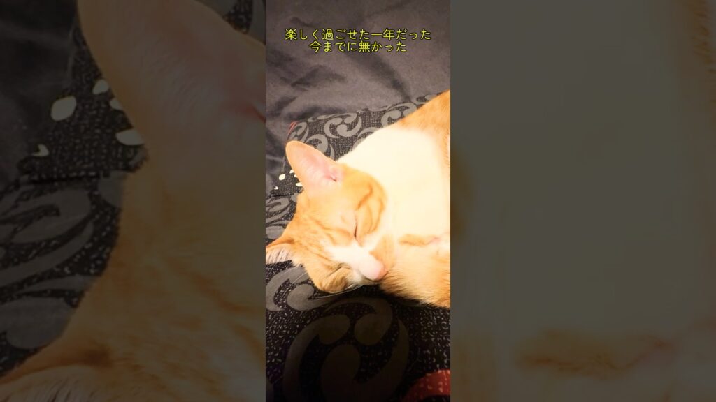 保護ねこと暮らしたこの一年 #子ネコ #cat #保護猫 #ねこ #かしわねこ #猫 #ネコ #好きな子猫 #ねこのいる生活
