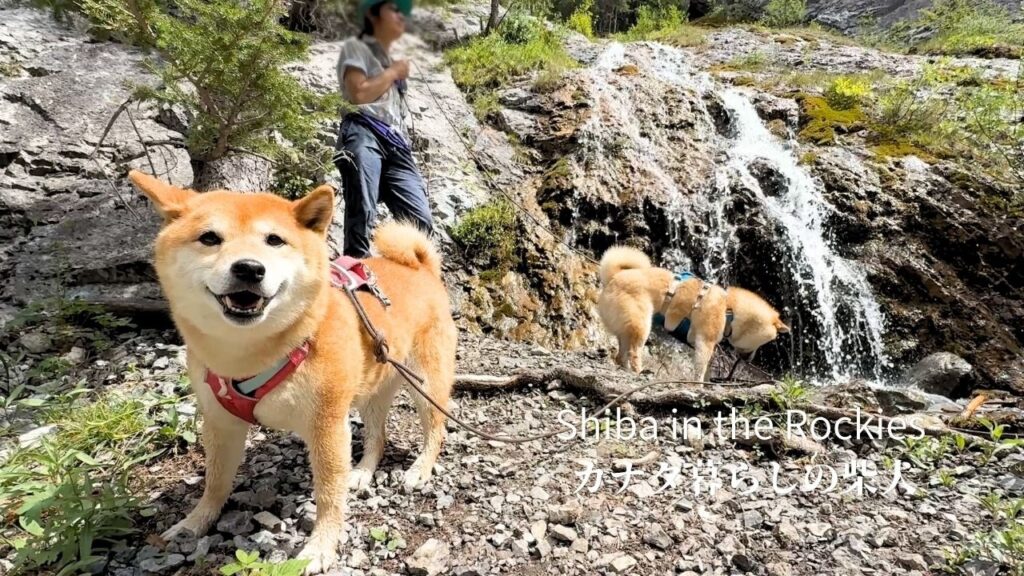 猛暑日に柴犬を川遊びに連れて行ったら最高に楽しそうだった【4K】