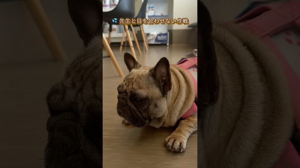 膿皮症あもの病院記#フレンチブルドッグ #フレンチブルドッグのいる生活 #犬の病気 #動物病院