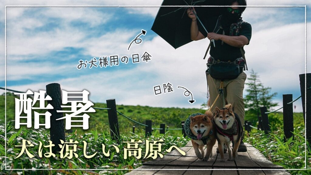 柴犬と暮らす|霧ヶ峰は犬と歩ける?知っておきたいルールと絶景 柴犬と暮らす|霧ヶ峰は犬と歩ける?知っておきたいルールと絶景