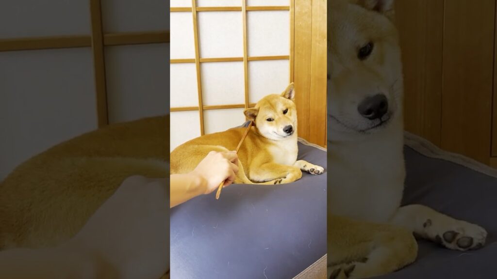 【柴犬兄弟】孫の手で天にのぼる兄と溶ける弟 #金金兄弟 #金太郎 #金次郎 #柴犬 #柴犬多頭飼い #shorts 【柴犬兄弟】孫の手で天にのぼる兄と溶ける弟 #金金兄弟 #金太郎 #金次郎 #柴犬 #柴犬多頭飼い #shorts