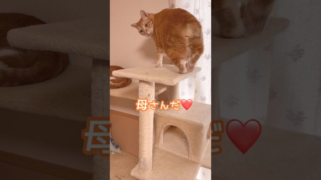母が起こしに来てうれしい茶トラなつ #ボブテイル #大型猫 #ねこのいる生活 母が起こしに来てうれしい茶トラなつ #ボブテイル #大型猫 #ねこのいる生活