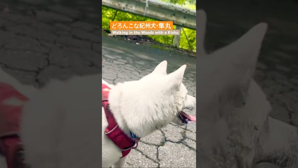 紀州犬・隼丸と林道で遊んだ日｜Walking in the Woods with a Kishu