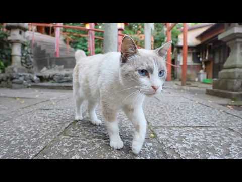 神社で暮らす看板シャム猫が夕方になるとパトロールへ出掛ける 神社で暮らす看板シャム猫が夕方になるとパトロールへ出掛ける