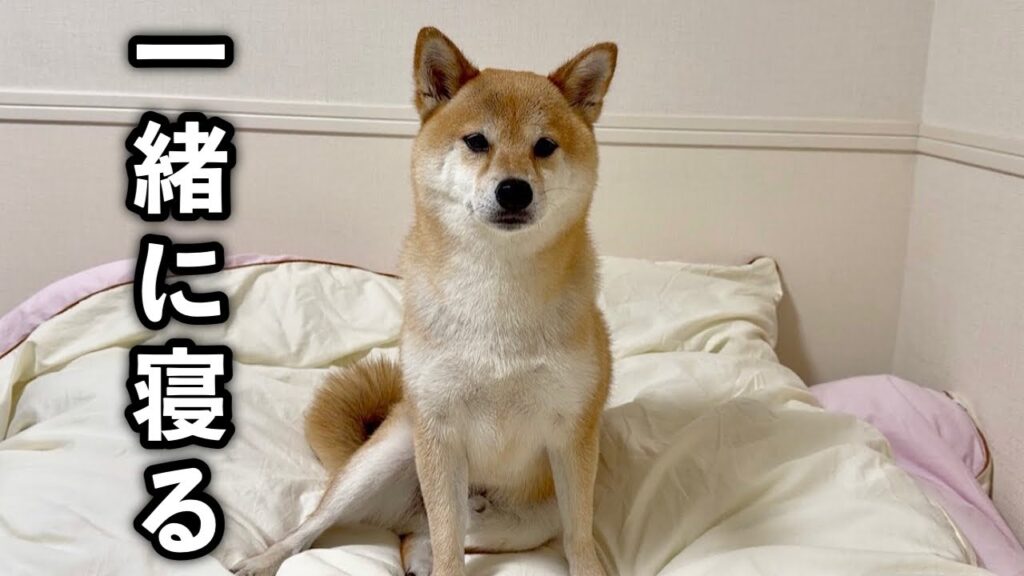 お泊まり会でみんなと一緒に寝たくて布団で甘える柴犬が可愛すぎました お泊まり会でみんなと一緒に寝たくて布団で甘える柴犬が可愛すぎました