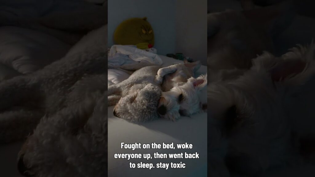 This is how my dogs wake me up #dogshorts #cutedog #schnauzer #bedlingtonterrier