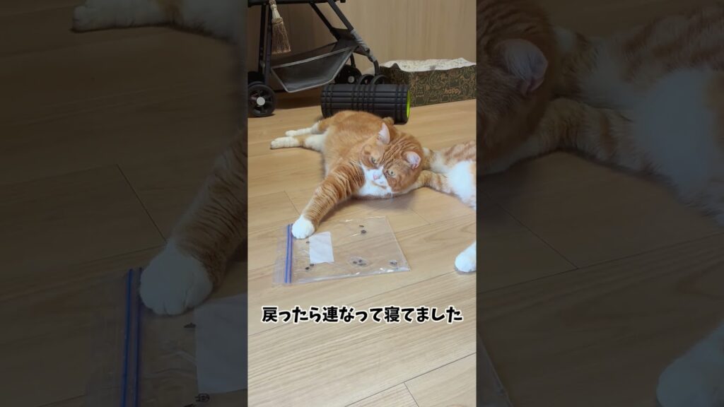 珍しく仲がいい日#shorts