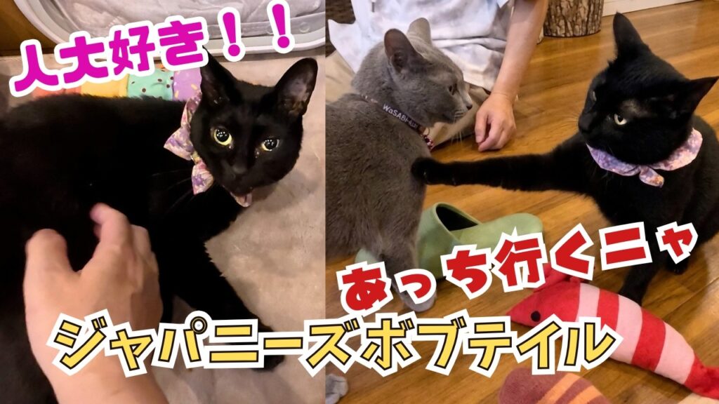 【ジャパニーズボブテイル】飼い主との悲しい別れを乗り越え…人は大好きだけど猫には厳しすぎる黒猫ココちゃん（保護猫カフェ森のねこ舎）淡路Black Japanese Bobtail