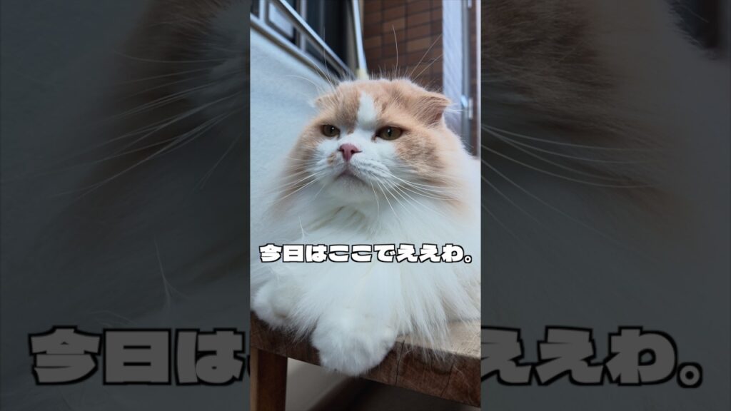暑いのに…そこがいいの?😂【スコティッシュフォールド】 暑いのに…そこがいいの?😂【スコティッシュフォールド】