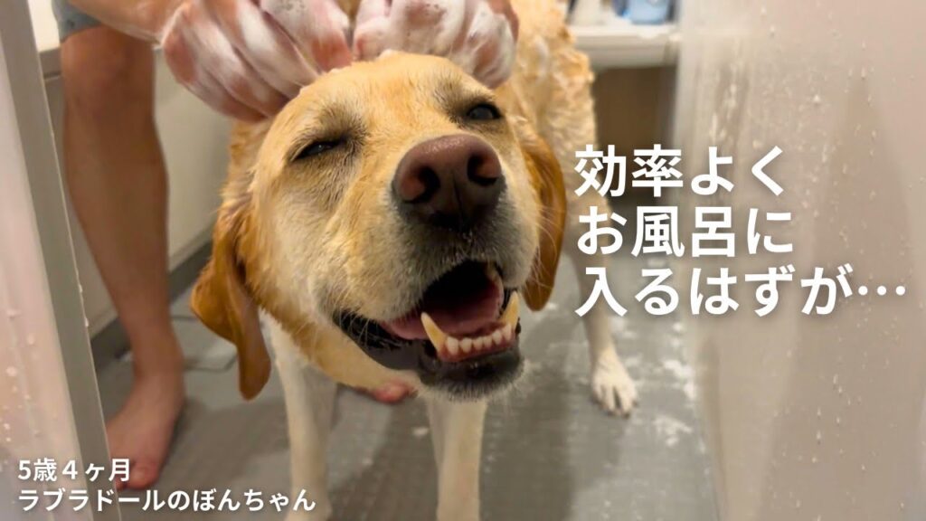 【ラブラドール#189】効率よくお風呂に入れるはずが…濡れた大型犬が大はしゃぎ★labrador retriever ラブラドールレトリバー　大型犬