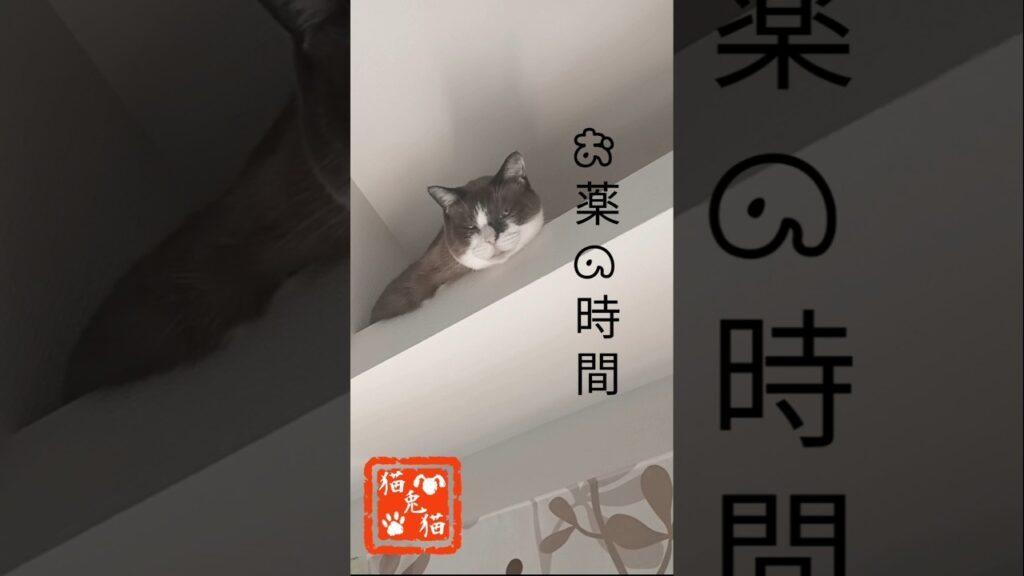 瞳孔不同〜飲みきって落ち着きました〜 #スノーシュー猫 #ネコ #cat #tnr #さくら猫 #猫のいる暮らし #保護猫 #にゃんとにゃん #ねこのいる生活 #youtube #おっとり猫 瞳孔不同〜飲みきって落ち着きました〜 #スノーシュー猫 #ネコ #cat #tnr #さくら猫 #猫のいる暮らし #保護猫 #にゃんとにゃん #ねこのいる生活 #youtube #おっとり猫