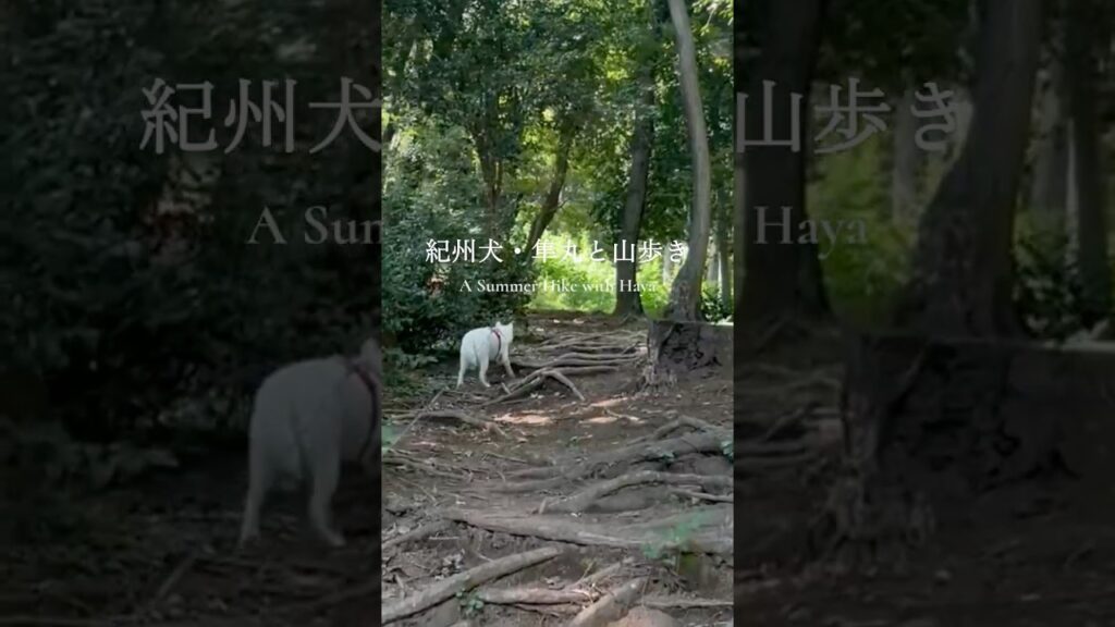 紀州犬・隼丸ともっと山歩き｜A Summer Hike with a Kishu