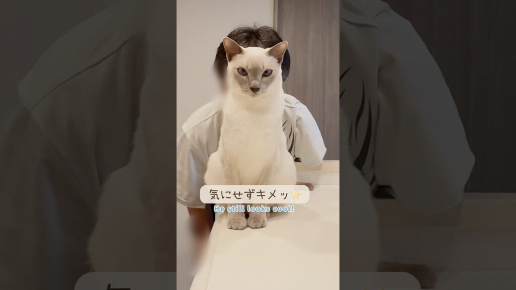 キメ顔がかっこいい甘えん坊猫ですが…実は🥹💕 キメ顔がかっこいい甘えん坊猫ですが…実は🥹💕