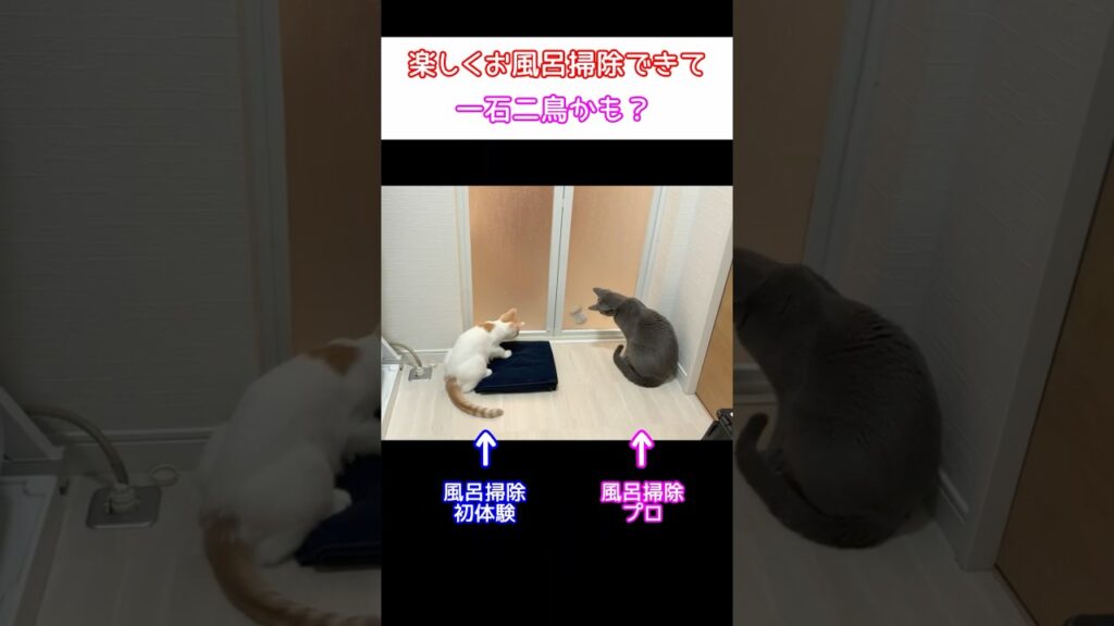 猫たちが可愛すぎてお風呂掃除が進まないｗ #Shorts #猫 #cat