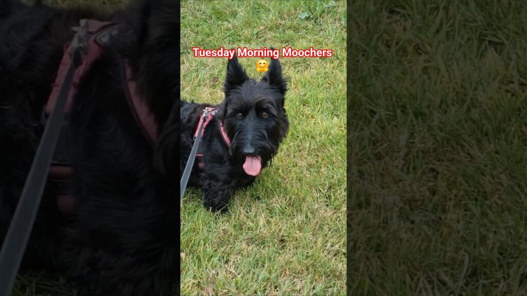 Terriers Dodging The Afternoon Heat 🤗🤗🤗