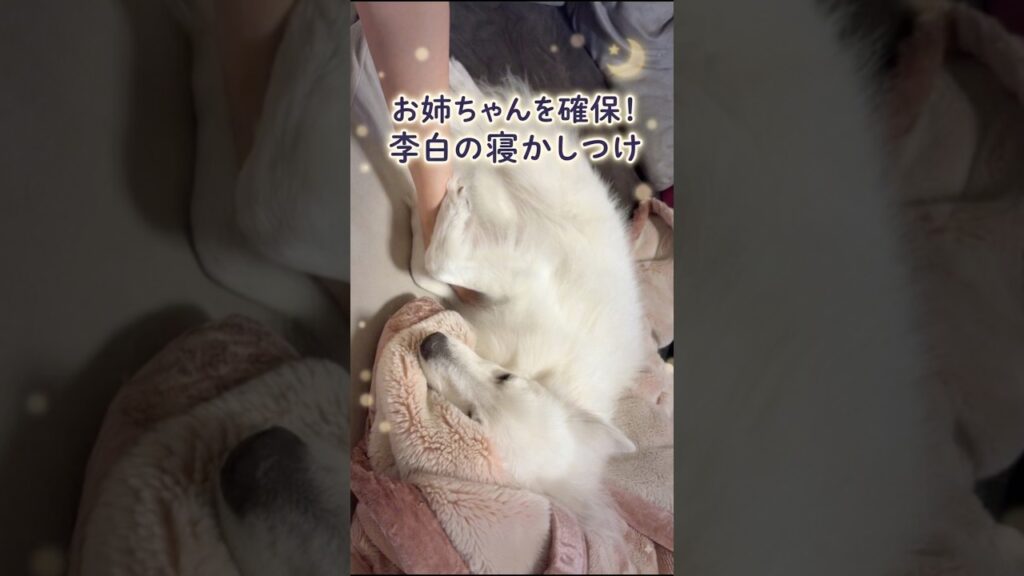 お姉ちゃんを確保!李白のねかしつけ#日本スピッツ #日本スピッツの李白 #狐狸犬 #日本狐狸犬 #japanesspitz #spitz #shorts #dog #癒し #犬 #犬のいる暮らし お姉ちゃんを確保!李白のねかしつけ#日本スピッツ #日本スピッツの李白 #狐狸犬 #日本狐狸犬 #japanesspitz #spitz #shorts #dog #癒し #犬 #犬のいる暮らし