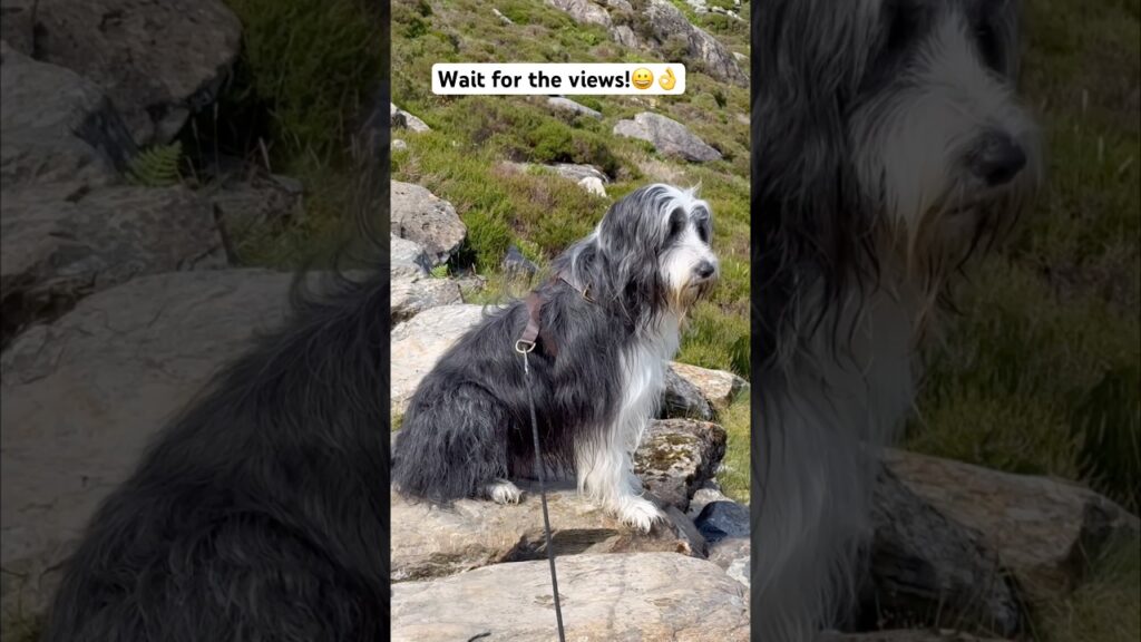 The views at the end!💛 #snowdonia #hikingwithdogs #views #dogwalk #beardedcollie #shorts The views at the end!💛 #snowdonia #hikingwithdogs #views #dogwalk #beardedcollie #shorts