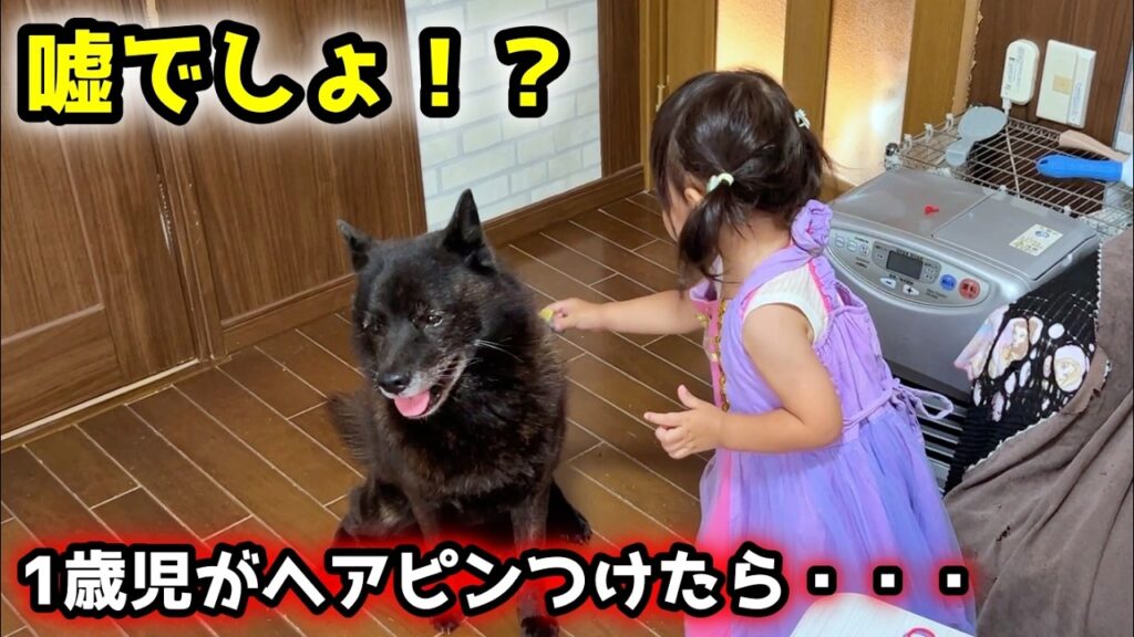 甲斐犬一休さんは娘のことが好きすぎて性格まで変わったようです笑 甲斐犬一休さんは娘のことが好きすぎて性格まで変わったようです笑