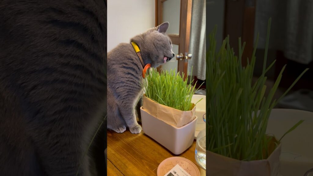 旅もいいけど〜【シャルトリューつむやまのやっぱり家が好き日記】 #chartreux #ねこ #ねこのいる生活 #猫 #ネコ #猫のいる暮らし #シャルトリュー #cat #旅猫 #お盆 #猫草