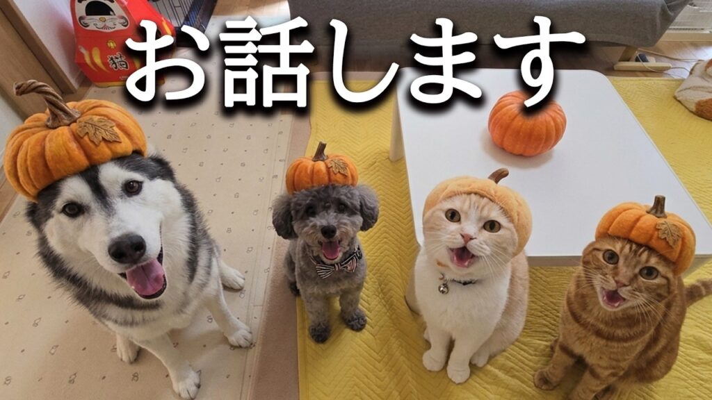ついにこの時がやってきました...