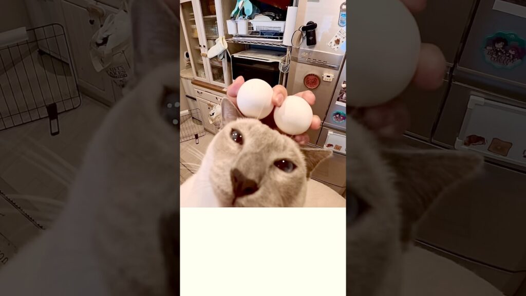 抱っこしてきた甘えん坊猫を見て、あることを思いついてしまいました🐭✨