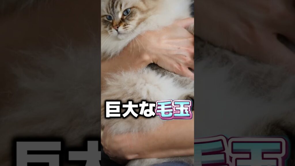 【衝撃】家で飼える巨大猫TOP5！1位は全長1m超え #雑学