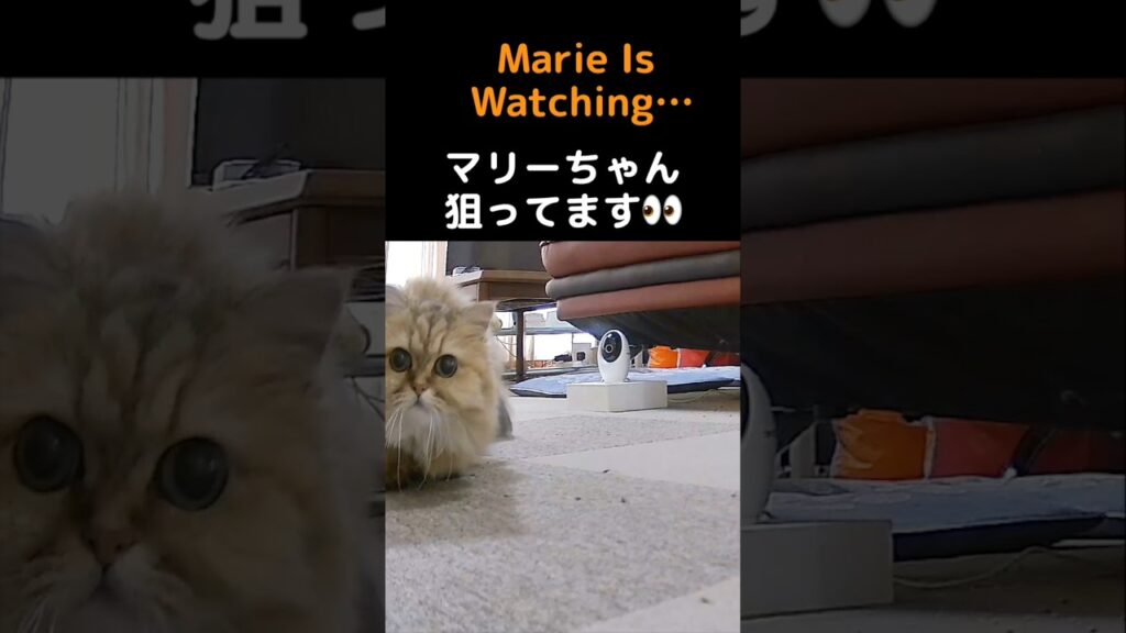 マリーちゃんの待ち伏せ作戦、ひめちゃん逃げて〜！😂💨#ペルシャ猫 #猫 #猫動画 #猫ショート #マリーちゃん #ひめちゃん #ぎんちゃん #チンチラシルバー #チンチラゴールデン