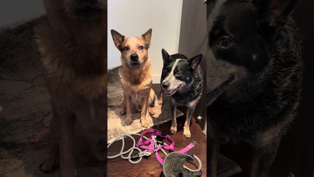 When Both Heelers Know the Treat Routine 🐾 When Both Heelers Know the Treat Routine 🐾