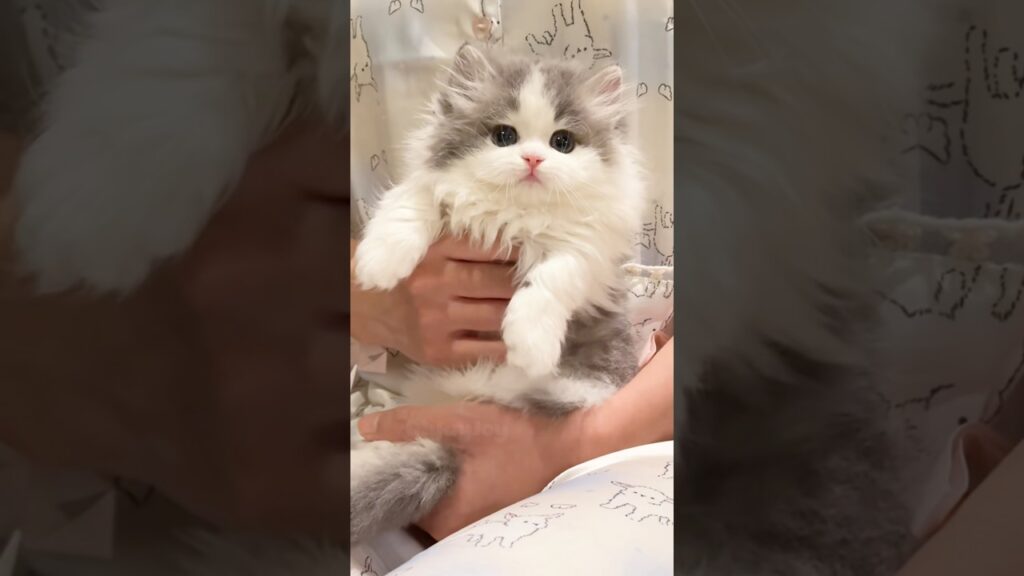 5 Adorable Kitten Traits That Will Melt Your Heart 💕😻 #ピアノ #赤ちゃん #cat #pets