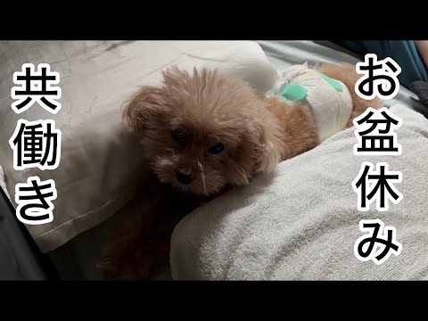 シニア犬と過ごす夫のお盆休み・・続行中 トイプードル/パート主婦 シニア犬と過ごす夫のお盆休み・・続行中 トイプードル/パート主婦