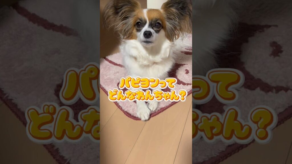 パピヨンってどんなわんちゃん？？