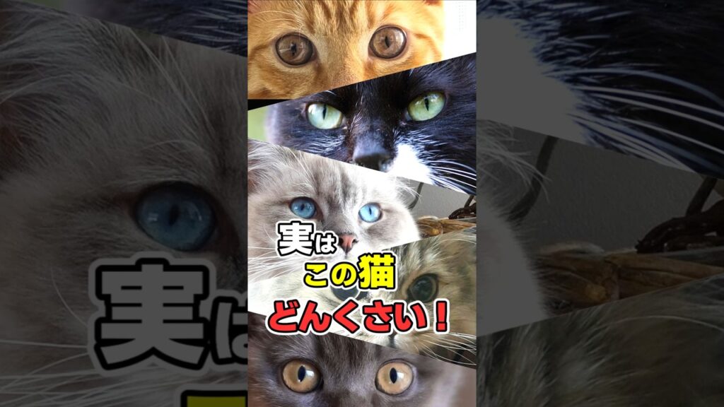 毛色で見るどんくさい猫5選 #猫雑学 毛色で見るどんくさい猫5選 #猫雑学