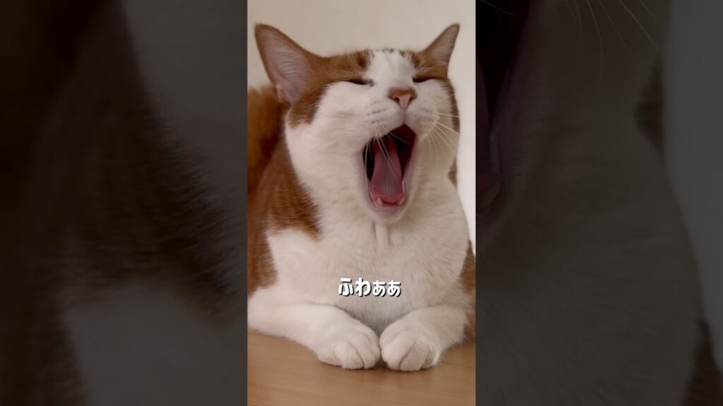 スフィンクス、起動。
