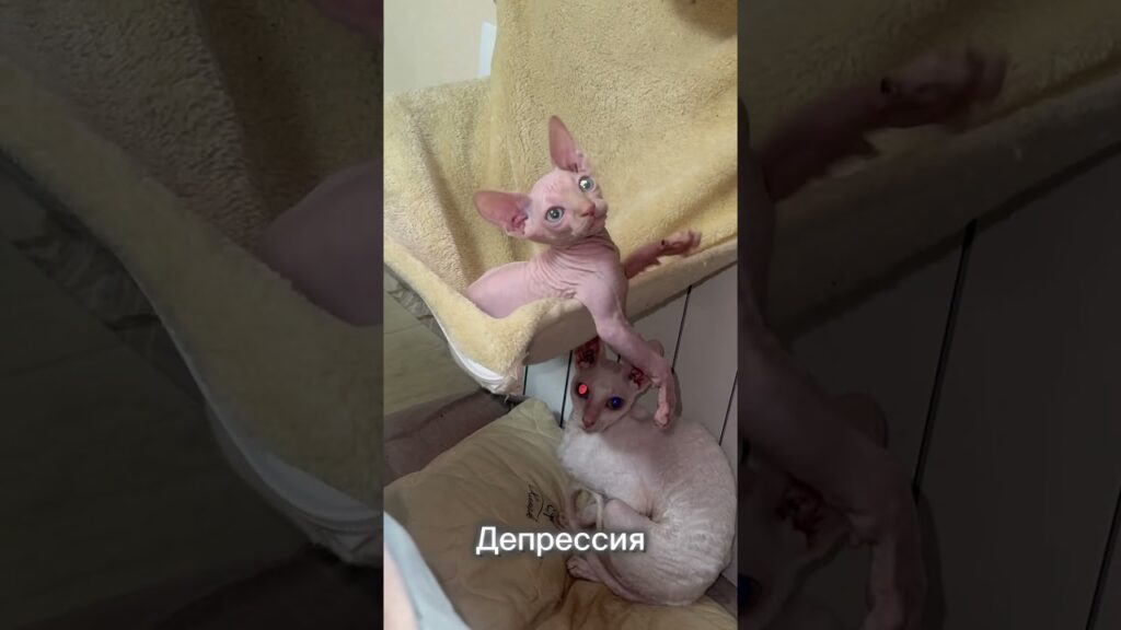 4 месяца ушло до полного принятия 😁 #котики #сфинксы #корнишрекс #catshorts #catslove #catsvideos