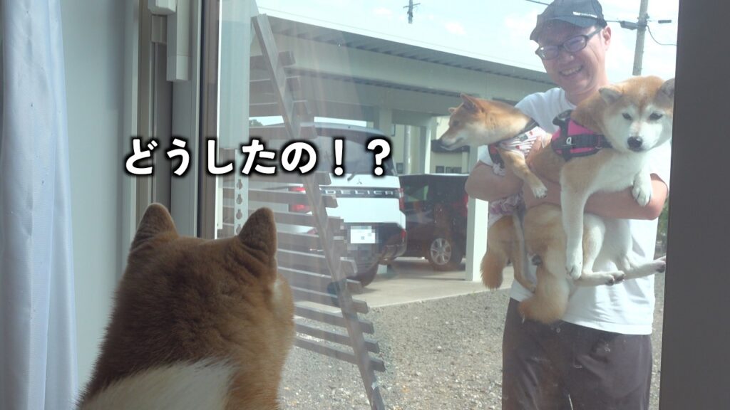 柴犬長女が大変なことになってます