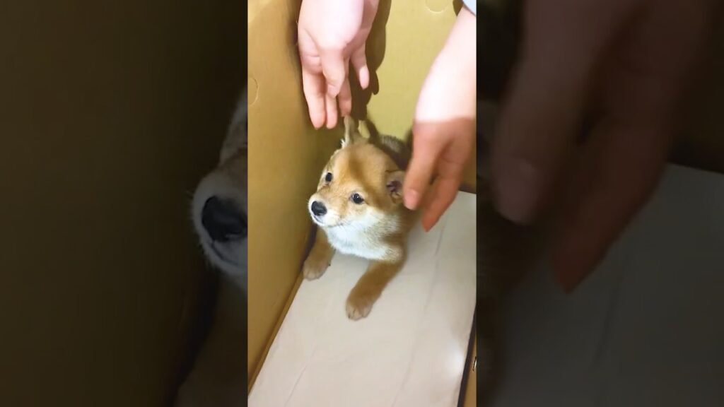 【豆柴犬】この子が初めて我が家にやってきた日のこと。🐕