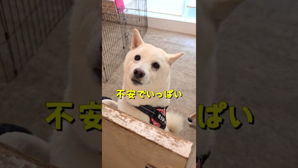 「ごめんね」と預けた柴犬達…お迎えに行ったら元気すぎた😂#柴犬 #shibainu #犬のいる暮らし ＃ペットホテル