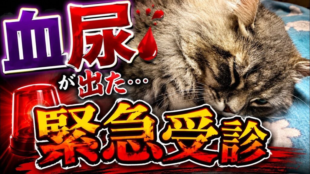 【緊急事態】血尿!?サイベリアンししゃもの異変!!